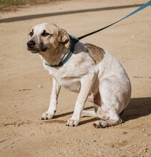 ZSOZSO, Hund, Mischlingshund in Ungarn - Bild 4