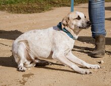 ZSOZSO, Hund, Mischlingshund in Ungarn - Bild 5