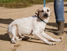 ZSOZSO, Hund, Mischlingshund in Ungarn - Bild 6