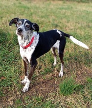 FORTUNA, Hund, Whippet-Mix in Italien - Bild 1