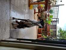 FORTUNA, Hund, Whippet-Mix in Italien - Bild 4