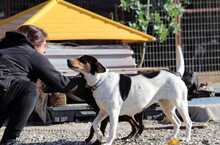 HARVI, Hund, Mischlingshund in Griechenland - Bild 10