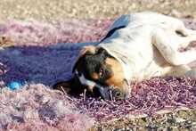 HARVI, Hund, Mischlingshund in Griechenland - Bild 9