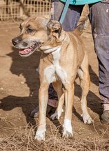 TIANA, Hund, Mischlingshund in Ungarn - Bild 3