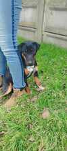 GUFY, Hund, Mischlingshund in Ungarn - Bild 3