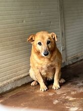 TIMO, Hund, Mischlingshund in Italien - Bild 1