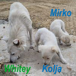 MAMAWHITEY, Hund, Berger Blanc Suisse in Hohen Neuendorf