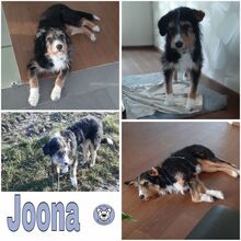 JOONA, Hund, Mischlingshund in Pattensen - Bild 1