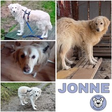 JONNE, Hund, Mischlingshund in Reichelsheim - Bild 1