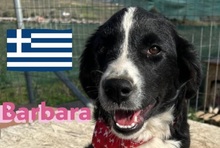 BARBARA, Hund, Griechischer Hütehund in Griechenland - Bild 1