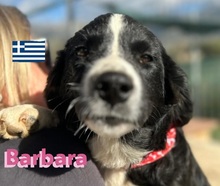 BARBARA, Hund, Griechischer Hütehund in Griechenland - Bild 2