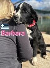 BARBARA, Hund, Griechischer Hütehund in Griechenland - Bild 4