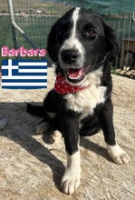 BARBARA, Hund, Griechischer Hütehund in Griechenland - Bild 5