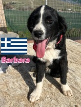 BARBARA, Hund, Griechischer Hütehund in Griechenland - Bild 6