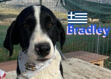 BRADLEY, Hund, Griechischer Hütehund in Griechenland - Bild 1