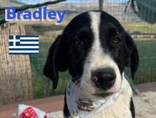 BRADLEY, Hund, Griechischer Hütehund in Griechenland - Bild 4