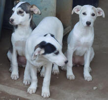 STELLA, Hund, Mischlingshund in Portugal - Bild 3