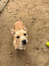 GINGER, Hund, Mischlingshund in Portugal - Bild 2