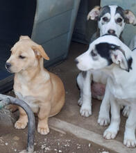 GINGER, Hund, Mischlingshund in Portugal - Bild 4