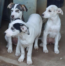 LAMETTA, Hund, Mischlingshund in Portugal - Bild 4