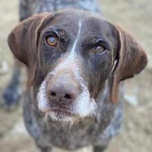 THEKLA, Hund, Mischlingshund in Belgien - Bild 1