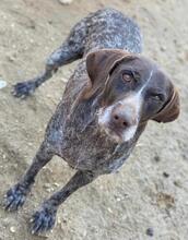 THEKLA, Hund, Mischlingshund in Belgien - Bild 3