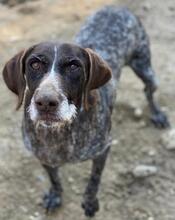 THEKLA, Hund, Mischlingshund in Belgien - Bild 4