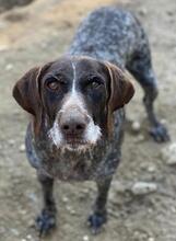 THEKLA, Hund, Mischlingshund in Belgien - Bild 5