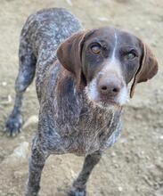 THEKLA, Hund, Mischlingshund in Belgien - Bild 8