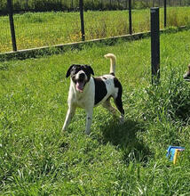 FORREST, Hund, Mischlingshund in Portugal - Bild 3