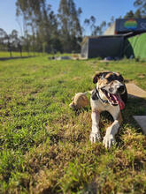 LUCIUS, Hund, Mischlingshund in Portugal - Bild 3