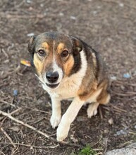 NURA, Hund, Mischlingshund in Rumänien - Bild 1