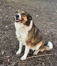 NURA, Hund, Mischlingshund in Rumänien - Bild 2