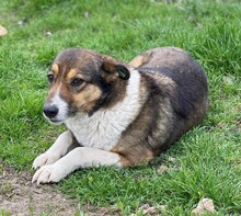 NURA, Hund, Mischlingshund in Rumänien - Bild 3