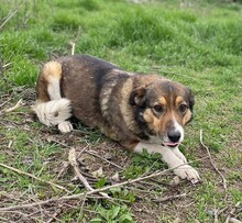 NURA, Hund, Mischlingshund in Rumänien - Bild 4