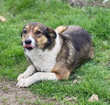 NURA, Hund, Mischlingshund in Rumänien - Bild 5