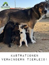 NURA, Hund, Mischlingshund in Rumänien - Bild 7