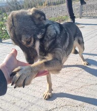 LEXI, Hund, Mischlingshund in Rumänien - Bild 5