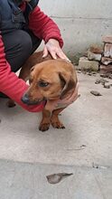 KALI, Hund, Dackel-Mix in Ungarn - Bild 10