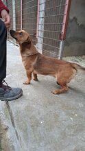 KALI, Hund, Dackel-Mix in Ungarn - Bild 8