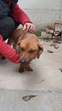 KALI, Hund, Dackel-Mix in Ungarn - Bild 9