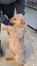 BEJGLI, Hund, Mischlingshund in Ungarn - Bild 10