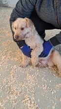 BEJGLI, Hund, Mischlingshund in Ungarn - Bild 11