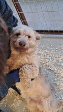 BEJGLI, Hund, Mischlingshund in Ungarn - Bild 9