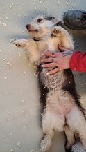 ZSERBO, Hund, Mischlingshund in Ungarn - Bild 10