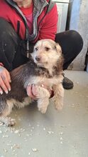 ZSERBO, Hund, Mischlingshund in Ungarn - Bild 8