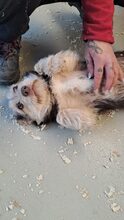 ZSERBO, Hund, Mischlingshund in Ungarn - Bild 9