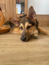 NERO, Hund, Mischlingshund in Öpfingen - Bild 2