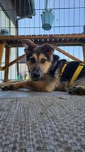 NERO, Hund, Mischlingshund in Öpfingen - Bild 3
