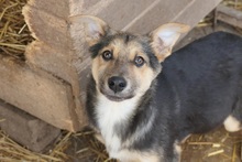 NERO, Hund, Mischlingshund in Öpfingen - Bild 4